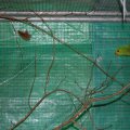 Flumsereit_2013_web_0126
