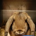 Jubi_ausst_2017_web_0050