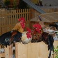 Animalia_2012_web_0018