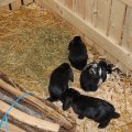 Animalia_2012_web_0022