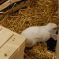 Animalia_2012_web_0026
