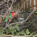 Animalia_2012_web_0033