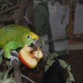 Animalia_2012_web_0034