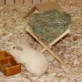 Animalia_2012_web_0036