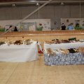 Animalia_2012_web_0038