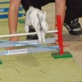 Animalia_2012_web_0042