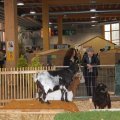Animalia_2012_web_0043