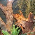 Animalia_2012_web_0048