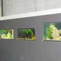 Animalia_2012_web_0049
