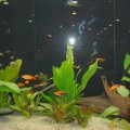 Animalia_2012_web_0050