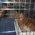 Animalia_2012_web_0054