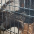 Animalia_2012_web_0055