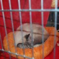 Animalia_2012_web_0056