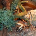 Animalia_2012_web_0066