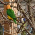 Animalia_2012_web_0071
