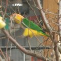Animalia_2012_web_0072