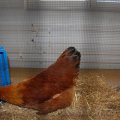 CH_meister_Kanarien_2013_web_0035