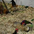 OLMA_2011_web_0038