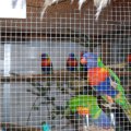 Vogelausstellung_Rebstein_2009_web_0006