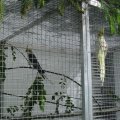 Jungtierschau+2007+002_jpg