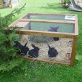 Jungtierschau 2007 003_jpg