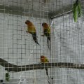 Jungtierschau 2007 010_jpg