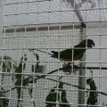 Jungtierschau 2007 011_jpg