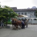 Jungtierschau 2007 023_jpg