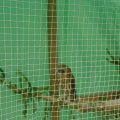 Jungtierschau 2007 030_jpg