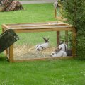 Jungtierschau 2007 032_jpg