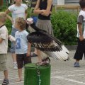Jungtierschau 2007 096_jpg