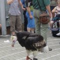 Jungtierschau 2007 100_jpg