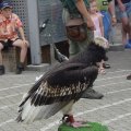 Jungtierschau 2007 101_jpg