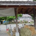 Jungtierschau 2008 008