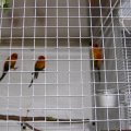 Jungtierschau 2008 009