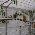 Jungtierschau 2008 023