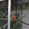 Jungtierschau 2008 031