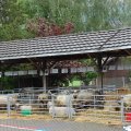 Jungtierschau 2008 076