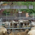 Jungtierschau 2008 077