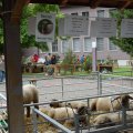 Jungtierschau 2008 098