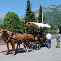 Jungtierschau_2009_web_0045