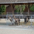 Jungtierschau_2009_web_0068