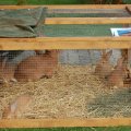 Jungtierschau_2009_web_0090