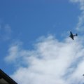 Jungtierschau_2009_web_0142
