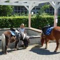 Jungtierschau_2009_web_0147