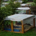 Jungtierschau+2010+009_JPG