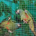 Jungtierschau+2010+010_JPG