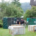 Jungtierschau+2010+018_JPG