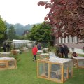 Jungtierschau 2010 098_JPG