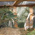 jung_2012_web_0011